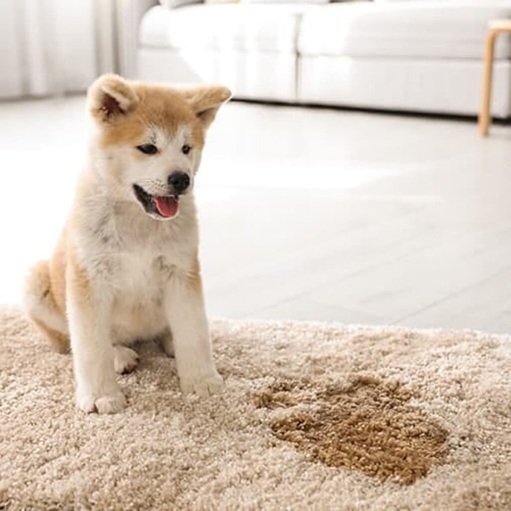 How to Get Dog Pee Stain Out of Rug