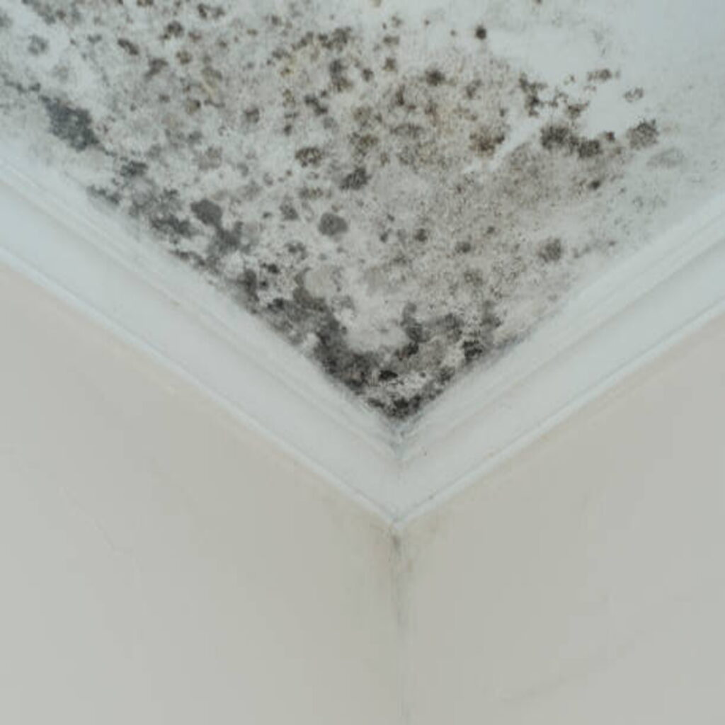 How To Remove Mold In Ceiling